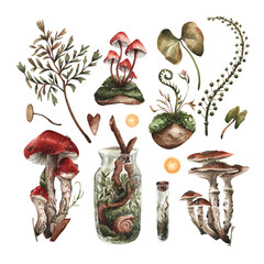 Botanical set of mushrooms - obrazy, fototapety, plakaty
