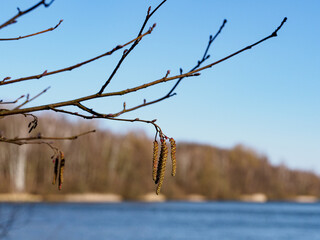Frühjahrsblüher Hasel  Erle Weide Nahaufnahme Spaziergang am See im Frühjahr ohne Heuschnupfen