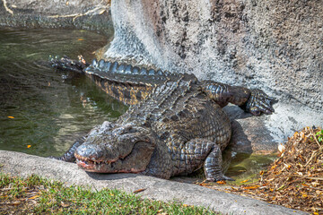 Closeup View of a Nile Crocodile in Captivity. Taking a Sunbath.