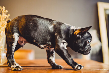 black and white french bulldog puppy on a wooden table