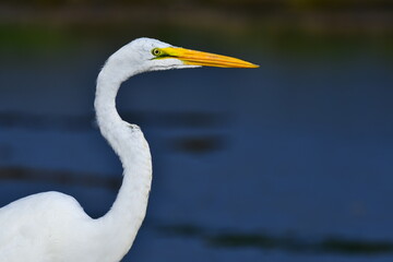 great egret