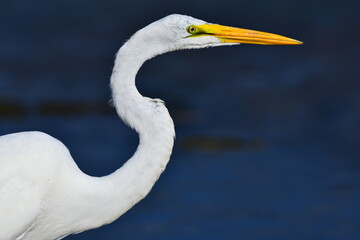 great egret
