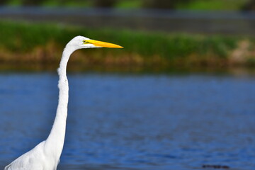 great egret