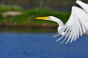 great egret