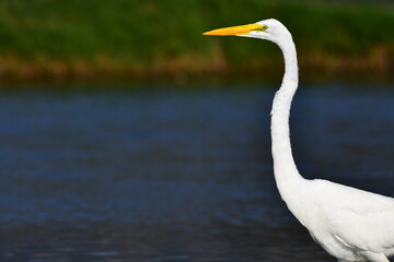 great egret