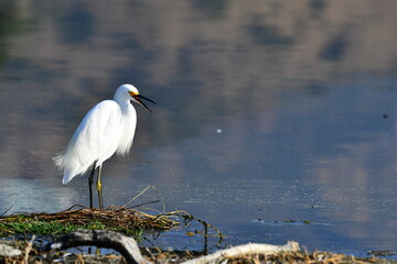 Snowy egret