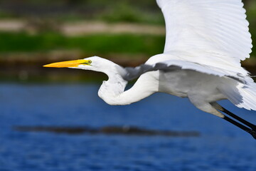great egret