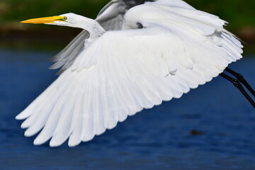 great egret