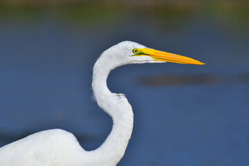 great egret