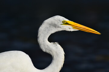 great egret