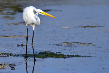 great egret