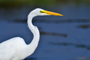 Obraz premium great egret