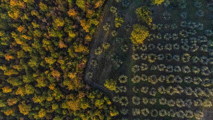 L'autunno nel bosco