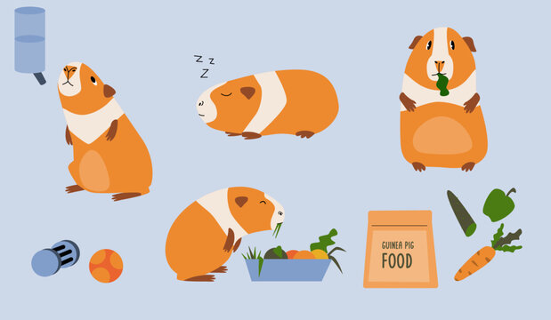 Cute guinea pigs that eat sleep drink and make friends. Food and toys for or the domestic cavy. 