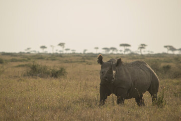 Black Rhino Displaying in Maasai Mara