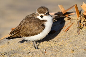 Coastal Birds 