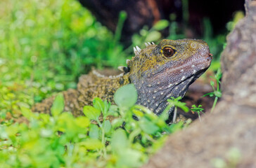 Tuatara.