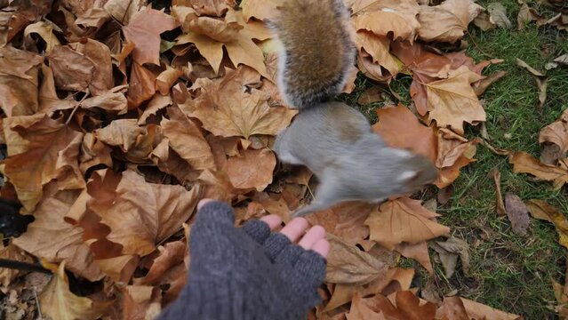 Giving hand to squirrel for high five.