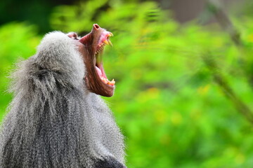 Baboon
