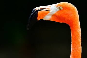 Flamingo  © Byron Moore