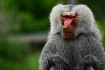 Baboon