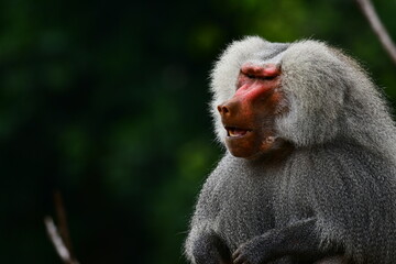 Naklejka premium Baboon