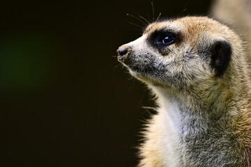 meerkat