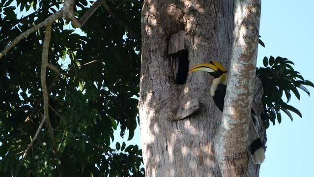Seen perch on a big branch just outside of its nest while looking around, Great Pied Hornbill Buceros bicornis, Khao Yai National Park, Thailand.