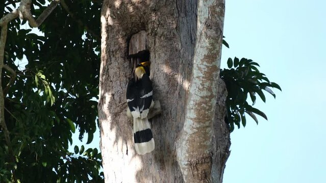 Seen with its head deep into the burrow while feeding the female inside the nest, Great Pied Hornbill Buceros bicornis, Khao Yai National Park, Thailand.