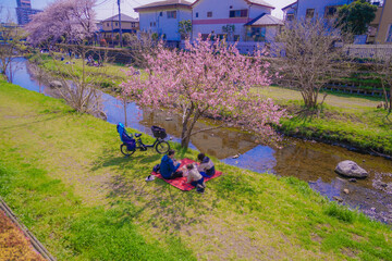 野川の桜（調布市）