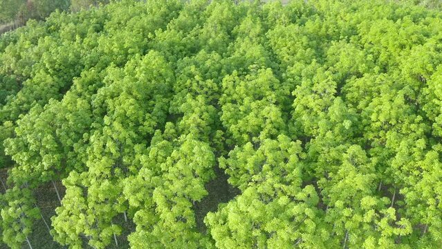 aerial view of rubber tree,Top view