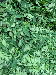 close up of green moringa oleifera or drumstick leaves background.