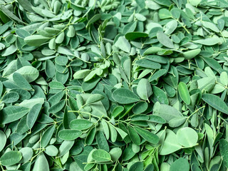 Obraz premium close up green moringa oleifera or drumstick leaves background.