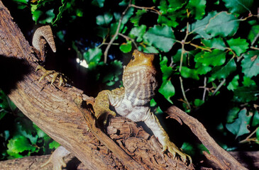 Tuatara.