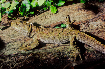 Tuatara.