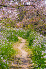 Fototapeta premium 多摩川河川敷の桜並木