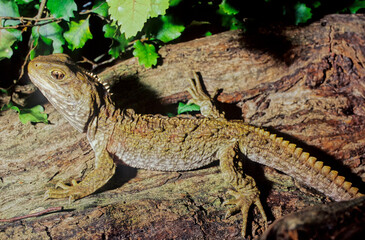 Tuatara.