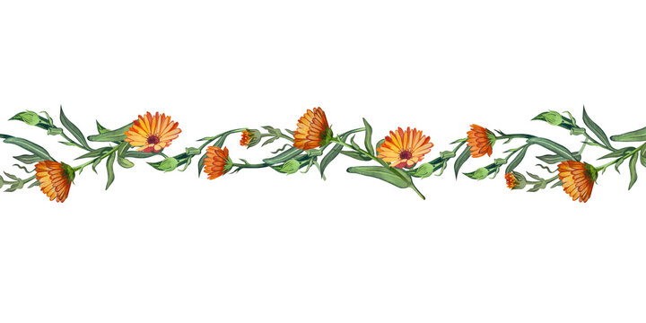 A composition of calendula flowers in bright orange, hand-painted in watercolor on a white background.