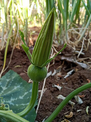 beby pumpkin growing on the vine in India 