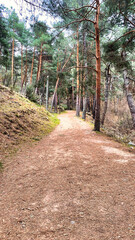 footpath in the woods