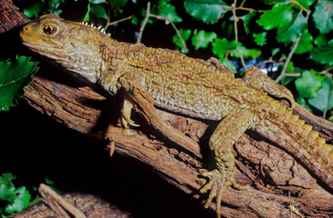 Tuatara.