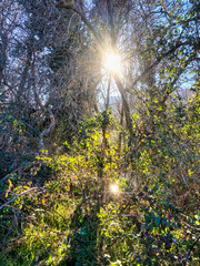 Obraz premium sun shining through trees