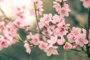 Obraz na płótnie Canvas Beautiful cherry blossom sakura in spring time