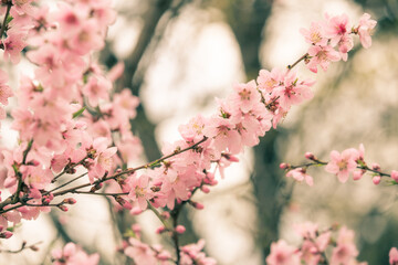 Beautiful cherry blossom sakura in spring time