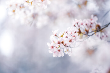 Beautiful cherry blossom sakura in spring time