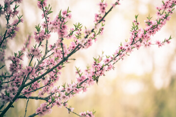 Beautiful cherry blossom sakura in spring time