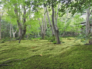 Kyoto arbre et mousse 
