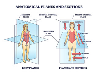 Anatomical planes or sections for human medical body division outline diagram. Labeled educational scheme with sagittal, coronal, median and transverse plane position examples vector illustration. - obrazy, fototapety, plakaty