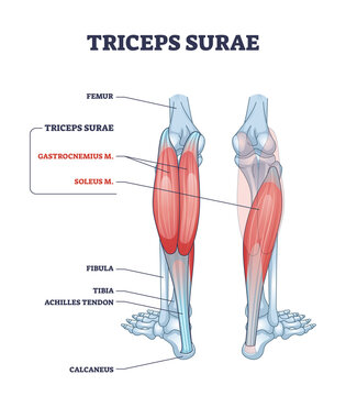 Triceps surae with gastrocnemius and soleus leg muscles outline diagram. Labeled educational scheme with detailed human foot skeletal system and calcaneus, tibia or achilles tendod vector illustration
