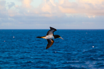 Fototapeta na wymiar Brown booby bird (Sula leucogaster) flies over the Atlantic Ocean, near the Caribbean Islands.